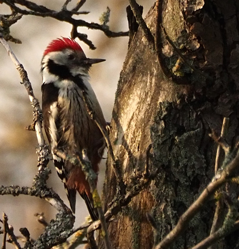 Mittelspecht, Leiopicus medius, Dendrocopos medius